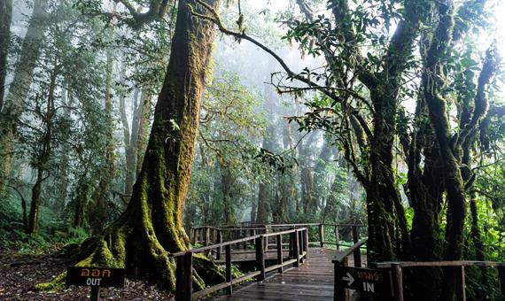 安卡自然步道 Ang Ga Trail